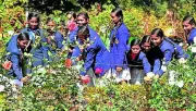 Ranchi's First State Flower Show Blooms with 200+ Varieties at Oxygen Park