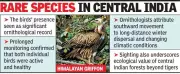Rare Himalayan Vultures Spotted in Maharashtra Tiger Reserve After Decade