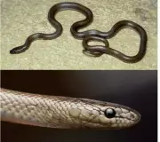 Rare Snakes Wallophis & Calliophis Discovered in Rajasthan's Pratapgarh