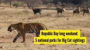 Republic Day Weekend: Top 5 National Parks for Big Cat Sightings in India