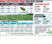 Safflower Cultivation Soars 150% in Pune Division, Marking a Decade High