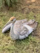 Sarus Crane Killed by Kite Manja in Surat, Highlighting Deadly Threat to Birds