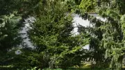 Scientists Discover Gold Nanoparticles in Norway Spruce Trees, Bacteria Key