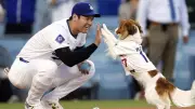Shohei Ohtani and Dog Decoy Share MVP Honors at BBWAA Awards Night