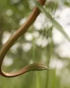 Snake 'Rescues' in Terai Endanger Reptiles, Warn Wildlife Experts