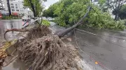 Storm Wreaks Havoc in Mohali on Basant Panchami, Uprooting Trees and Causing Blackouts