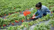 Strawberry Season Returns: Farm Visits Offer Fun, Nature Connection & Recipes