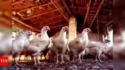Tamil Nadu Forms High-Level Committee to Address Broiler Chicken Industry Challenges