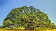The Banyan Tree: India's Majestic 'King of Trees' and Its Enduring Legacy