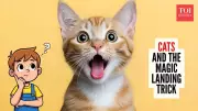 The Science Behind Cats Landing on Their Feet: A Fascinating Look
