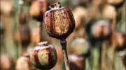 Three Arrested in Hazaribag with 20.5 kg Opium Worth Rs 1 Crore