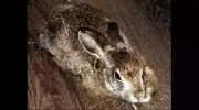 Three Men Arrested for Attempted Rabbit Poaching in Madurai Forest