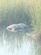 Tiger Carcass Found Floating in Wardha Farm Pond, Sparks Panic in Villages