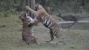 Tiger Cubs' Playful Antics Captivate at Umred Sanctuary, Video Goes Viral