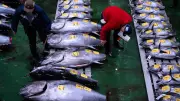 Tokyo's $3.2 Million Bluefin Tuna Sets Record at New Year Auction