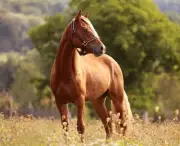 Two Horses Critically Injured in Hit-and-Run on Hyderabad's Balapur Road