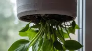 Upside-Down Gardening: A Space-Saving Revolution for Urban Homes