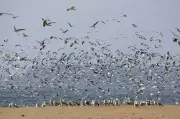 Uttara Kannada Coast Sees 10-20% Surge in Tern and Gull Populations This Season