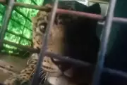 Wayanad Leopard Captured After Panic Near Human Habitations