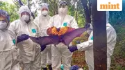 West Bengal Nipah Virus Alert: Government Deploys Emergency Response Team