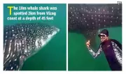 Whale Shark Spotted Near Visakhapatnam Coast in Rare Marine Encounter