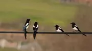Why a Group of Magpies is Called a 'Mischief': Exploring Bird Collective Names