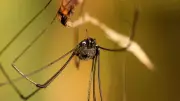 Why Daddy Longlegs Walk on 6 Legs: Science Reveals Sensory Secret