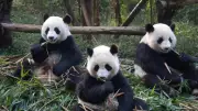 Why Pandas Are Called an 'Embarrassment' - The Charming Truth Behind the Name