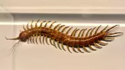 Why You Shouldn't Kill House Centipedes: 3 Reasons They're Helpful