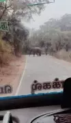 Wild Elephant Blocks Govt Bus in Krishnagiri Forest, Sparks Safety Concerns