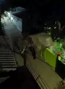 Wild Tusker Invades Coimbatore Home, Herd Roams Krishnagiri in Twin Elephant Incidents