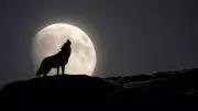 Wolf Supermoon 2026: India's First Full Moon Viewing Guide & Time