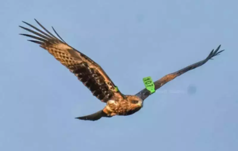 First Wing-Tagged Black Kite Recorded in Rajasthan, Reveals Migratory Secrets
