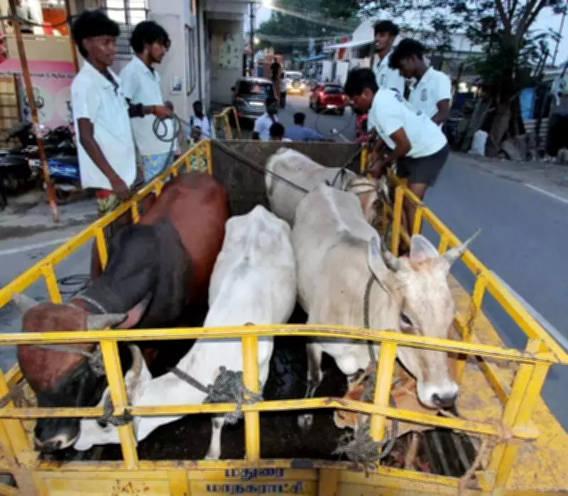 Madurai Hires Bull Catchers to Combat Stray Cattle Menace on Streets