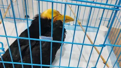 Bengaluru Customs Arrests Two for Smuggling Wild Birds from Thailand