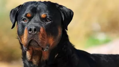 Bengaluru Dog Attack Exposes Pet Owner Negligence and Canine Trauma