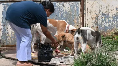 Bengaluru's Stray Dog Adoption Drive Sparks Outrage Among Animal Lovers