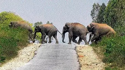Elephant Attack in Karnataka: 50-Year-Old Labourer Killed in Chikkamagaluru
