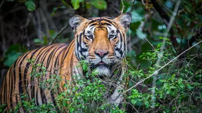 Forest Department Launches Combing Operation After Tiger Death in Kollegal