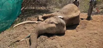 Gentle Tusker Rivaldo Dies After Sustained Attacks by Wild Elephants in Mudumalai