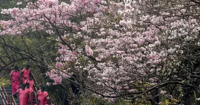 Global Photo Highlights: Brazil's Harvest Traffic, Yamuna Pollution, and Holi Festivities
