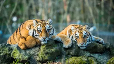 Goa Challenges Supreme Court Panel's Tiger Reserve Proposal as 'Vague and Unscientific'