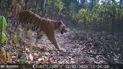 Gujarat Celebrates Tiger's One-Year Return After 33-Year Absence