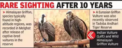 Himalayan Griffon Vulture Spotted in Melghat After Decade, Signaling Conservation Success