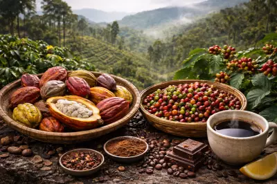 How Coffee and Cocoa Found Their Home in India's Hills