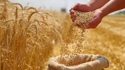 India Approves 25 Lakh Metric Tonnes Wheat Export, Ensures Domestic Supply