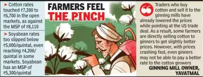 Indo-US Trade Deal Fears Trigger Cotton, Soybean Price Crash in Nagpur Region