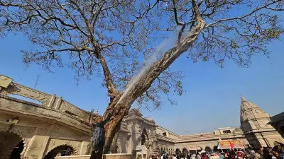 Kashi Vishwanath Dham Launches Conservation Drive for Ancient Peepal Tree