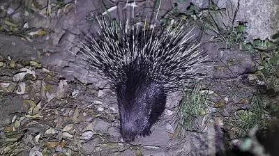 Kerala Village Panchayat President Booked for Killing Porcupine