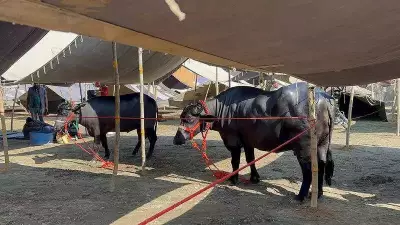 Kurukshetra Cattle Fair to Feature Livestock 'Catwalk' and Rs 1 Crore Prizes